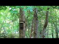 Baby screech owls begin screeching for food!