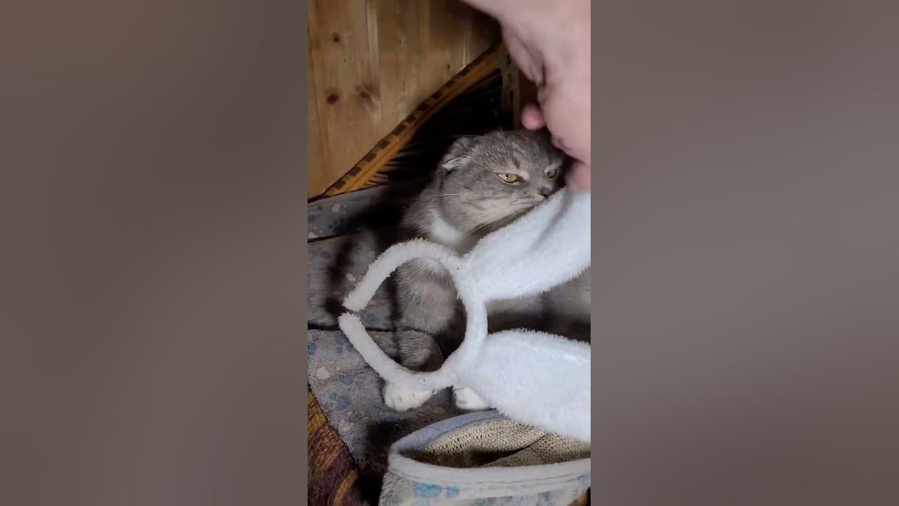 Ушки для Шуни - YouTube