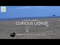 Curious Lion climb on safarijeep - Masai Mara 4K | allthegoodies.com