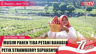 Berkah Petani Strawberry Organik di Jalur Sarangan Magetan