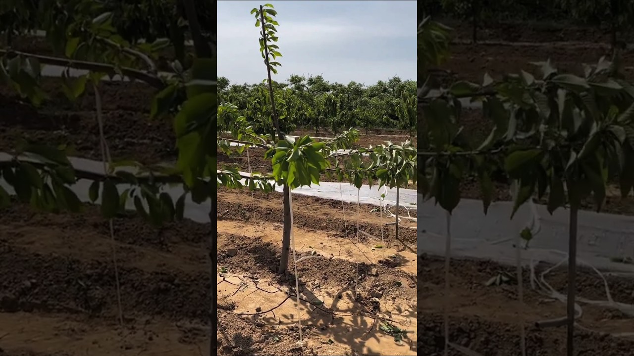 Bend your cherry 🍒 tree branches for better fruit and growth