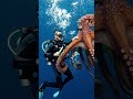 Fight a giant octopus
