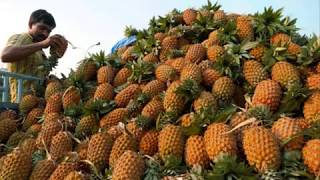 Thodupuzha