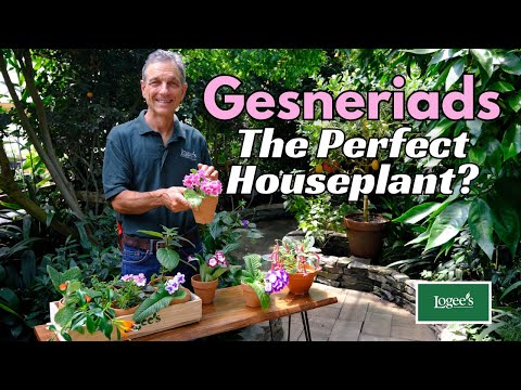 Video: Indoor Gesneriad Plants – Hoe Gesneriads in huis te kweken