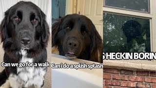 Dog Begs to Do Something Fun