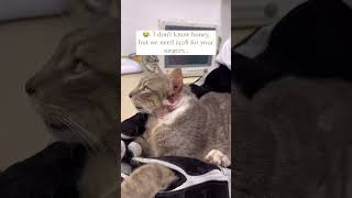 #love #pets #rescue #rescueefforts #cat #lifeisbutadream #cute #rescuedog #paypal #puppy #animals #b