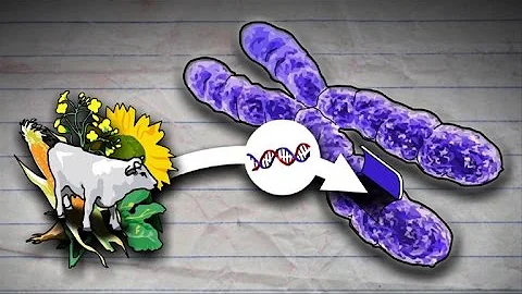 Genetic modification