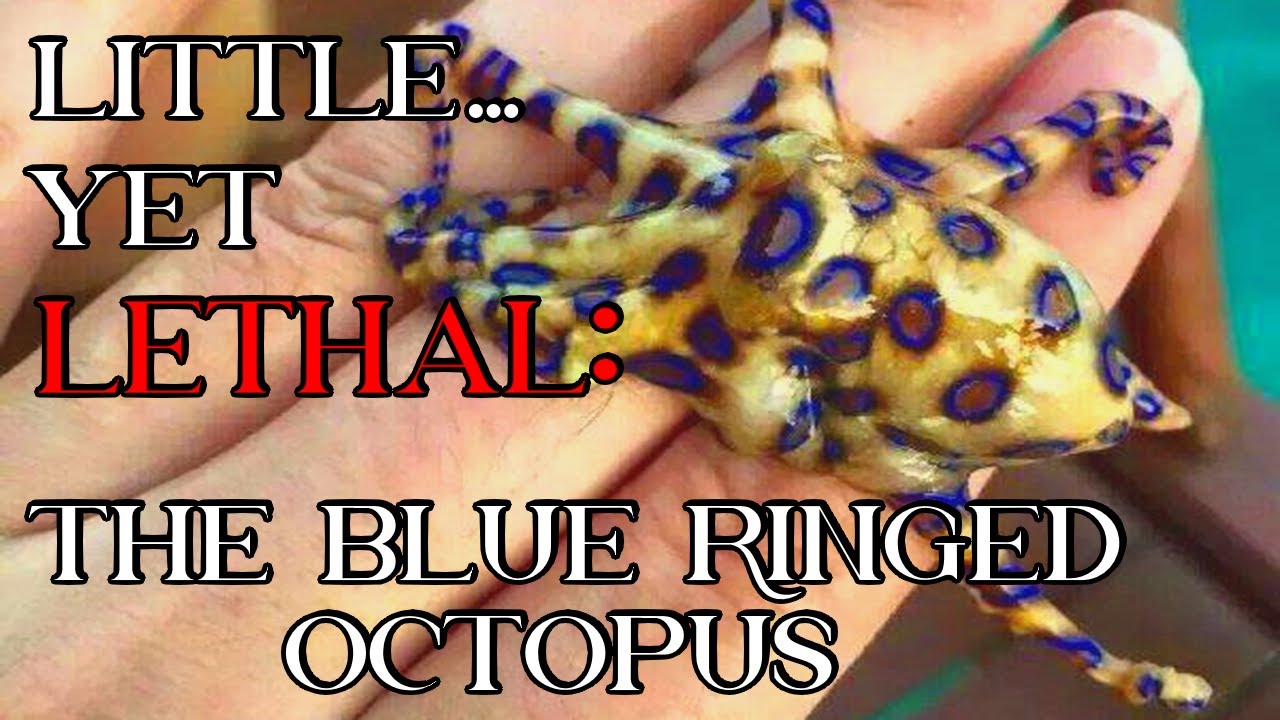 Little Yet Lethal: The Blue Ringed Octopus