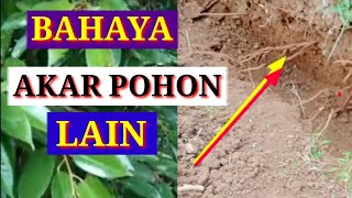 HOW TO CARE FOR ROOTS [so that durian growth remains optimal]