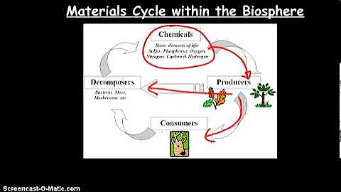 Energy and Matter Flow