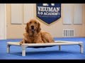Sully (Golden Retriever) Boot Camp Dog Training Demonstration Sully (Golden Retriever) Boot Camp Dog Training Demonstration
