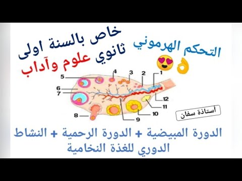 فيديو: ما هي الفئران المبيضية؟