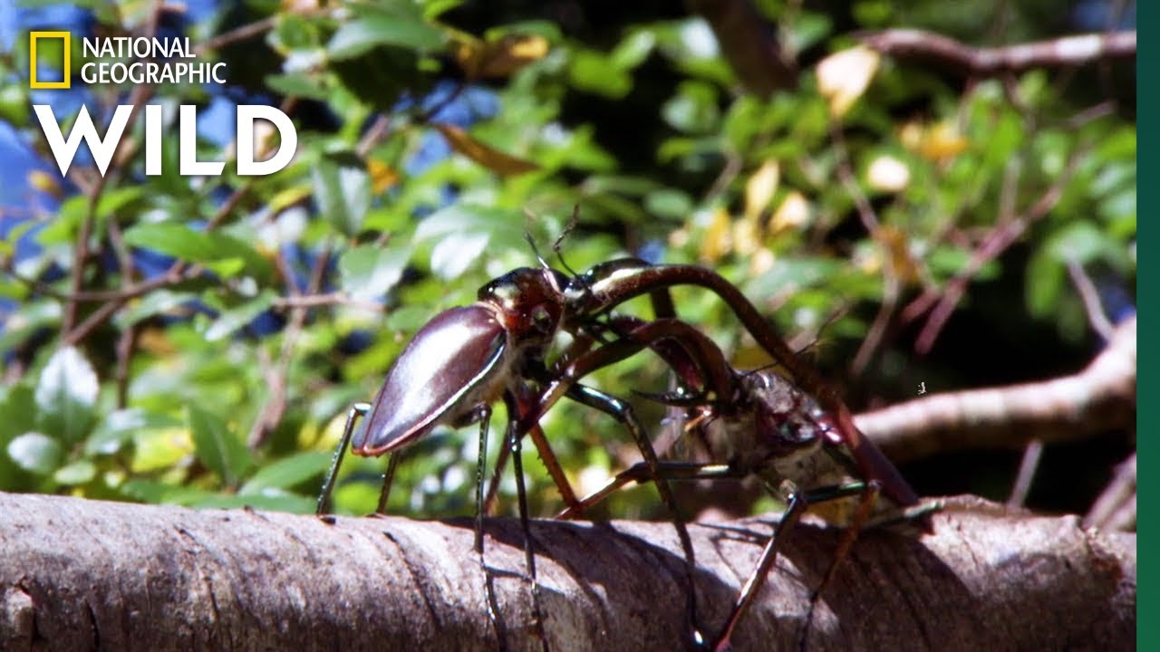 Stag Beetles Fight For Love | Nat Geo Wild