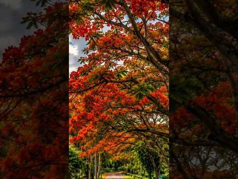 Use This Sound Unfreeze My account #nature #unfrezzmyaccount