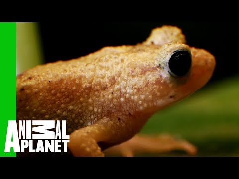 see-how-the-endangered-spray-toad-is-making-a-comeback-|-the-zoo