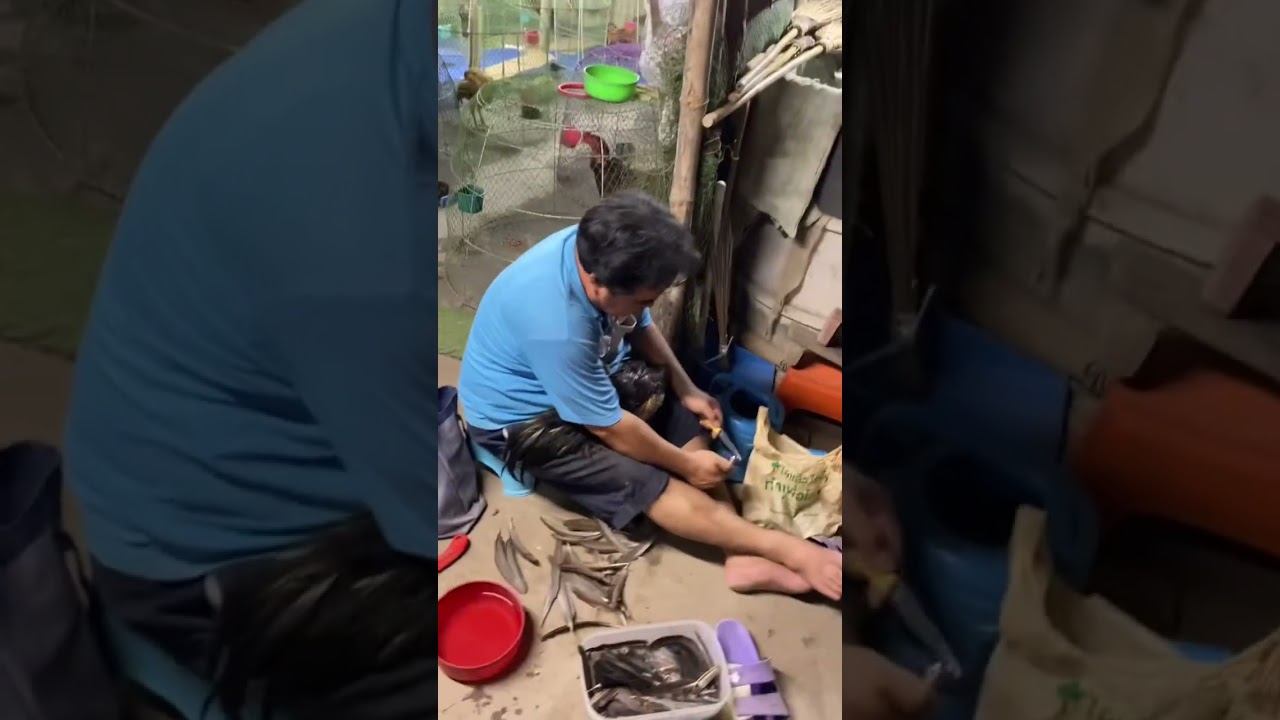 หมดปัญหาอาการไก่หลุดแซม ขนโรย ตีได้ทั้งปี