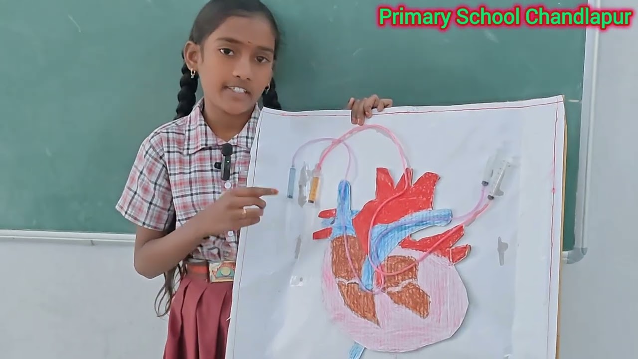 Heart working model Ashmitha