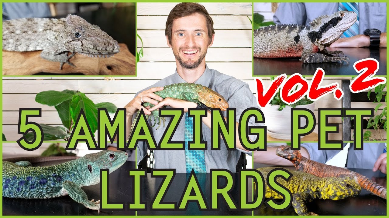 lizards you can handle