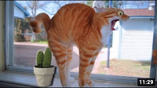 Funny Cats Doing Silly Things   Funny Cats Videos