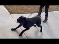 Neighbor brings his pit bull dog to expose thief for staling out his garage crazy pitbull dogs