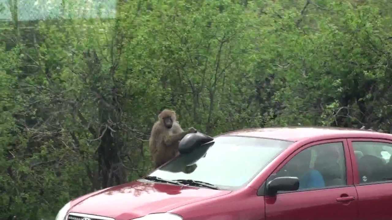 baboon rc car