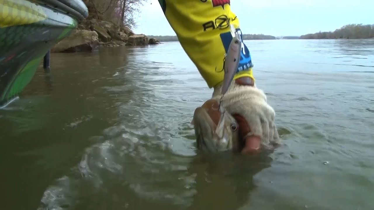 Pickwick Lake Giant Smallmouth