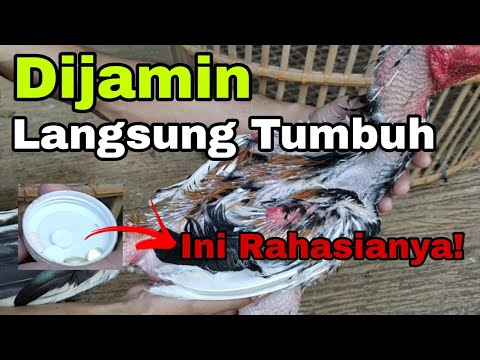 CARA MEMPERCEPAT PERTUMBUHAN BULU AYAM