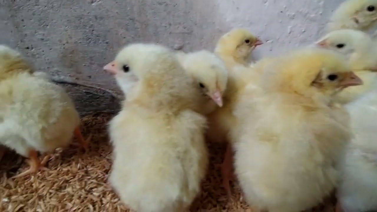 The first day of the chick/Friends, we show the setup according to us