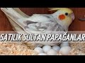 SATILIK SULTAN PAPAĞANLARI