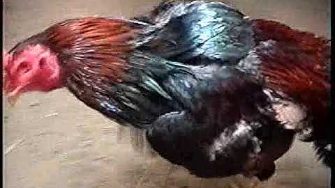 Qaib vaj tswv cov tub thiab tus blue Ninja