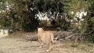 Massive nile crocodile tries to steal from three lionesses