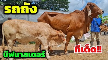 ทีเด็ด‼️บีฟมาสเตอร์หุ่นรถถัง นานๆจะเจอแบบนี้ | 13 ต.ค.68 | แม่ลูกเริ่มที่ 9,900 เพชรน้ำหนึ่งฟาร์ม