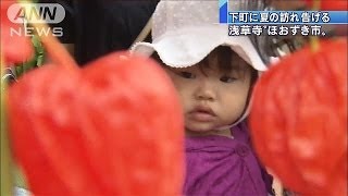 夏の風物詩「ほおずき市」始まる　東京・浅草寺(14/07/09)