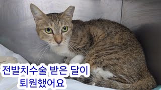 전발치수술 받은 달이 퇴원했어요 by 천사 angel cat TV 1,749 views 2 months ago 9 minutes, 18 seconds