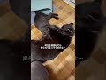 がっつり撮られてたわ(猫)【ペット紹介】 #shorts