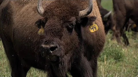 Todd Klaassen goes behind the scenes of an Indiana bison ranch