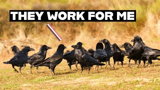 How To Befriend Crows