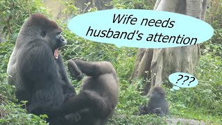 Between gorilla couple: Love me?  /  D'jeeco & Tayari  /  金剛猩猩夫婦: 需要老公的關愛