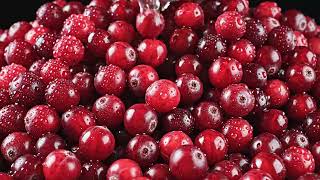 THE RED SEA: Why Do They Flood the Farm? (Cranberry Harvest)