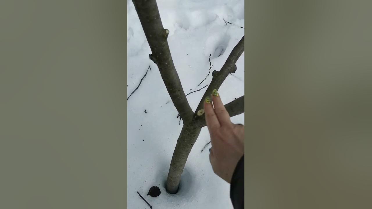 Обрезка яблони. Сорт Конфетная. - YouTube