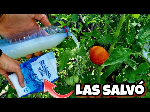 🌱 Baking Soda Saved All My Plants from Drying Out and Turning Yellow! Urban Garden