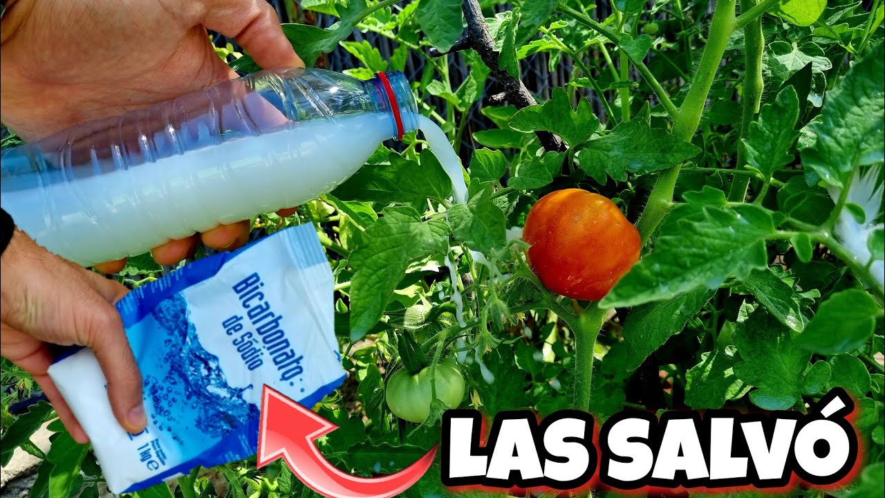 🌱 El Bicarbonato de Sodio SALVÓ Todas mis PLANTAS de Secarse y Estar Amarillas! Huerta urbana