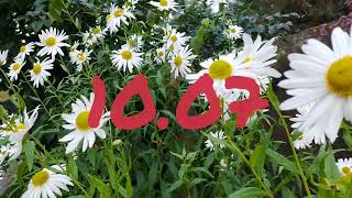 Лунный календарь для цветоводов с7.07-13.07.25г.