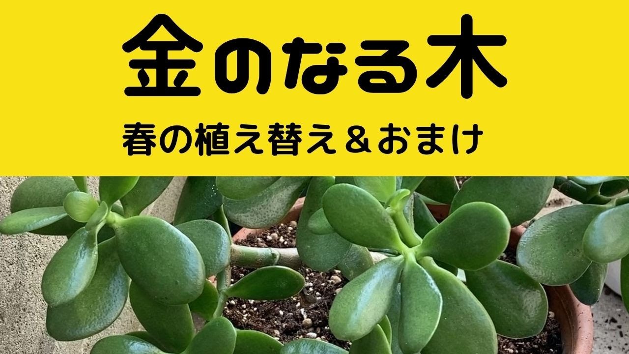 金のなる木 春の植え替え スミレの蕾その他 - YouTube
