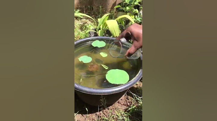 Lotus not growing ? This could be the reason.