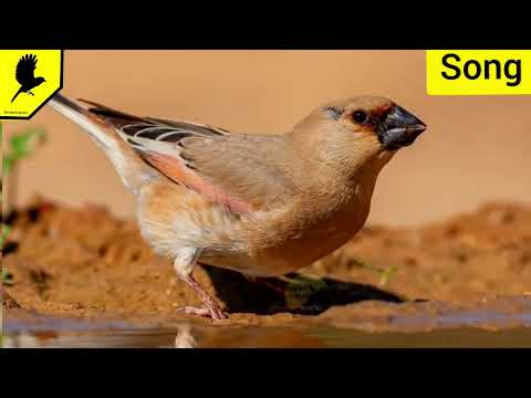 فيديو: Bird Yurok: الصورة والوصف
