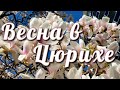 Швейцария Цюрих | Весна в Цюрихе | Магнолии в Секретном Месте