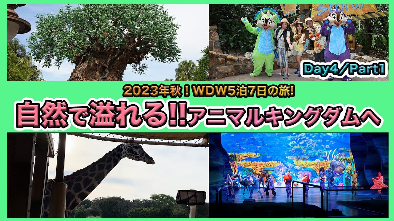 WDW4日目前半！】ついにアニマルキングダムへ！タスカーハウスで朝食を 