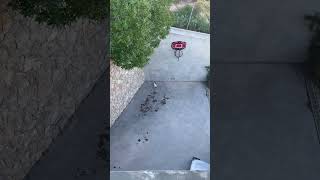 Failing at basketball 16 AI edition