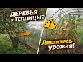 Почему соседство теплицы и деревьев приводит к снижению завязей ? #дача #сад #огород